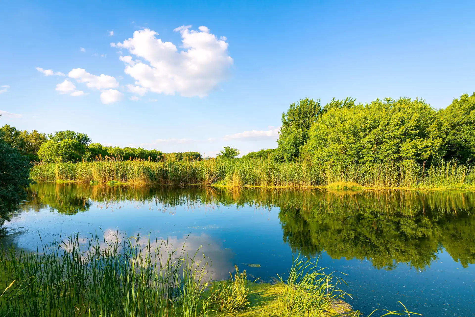 Hitting the Window: Spring Aquatic Herbicide Applications by Region